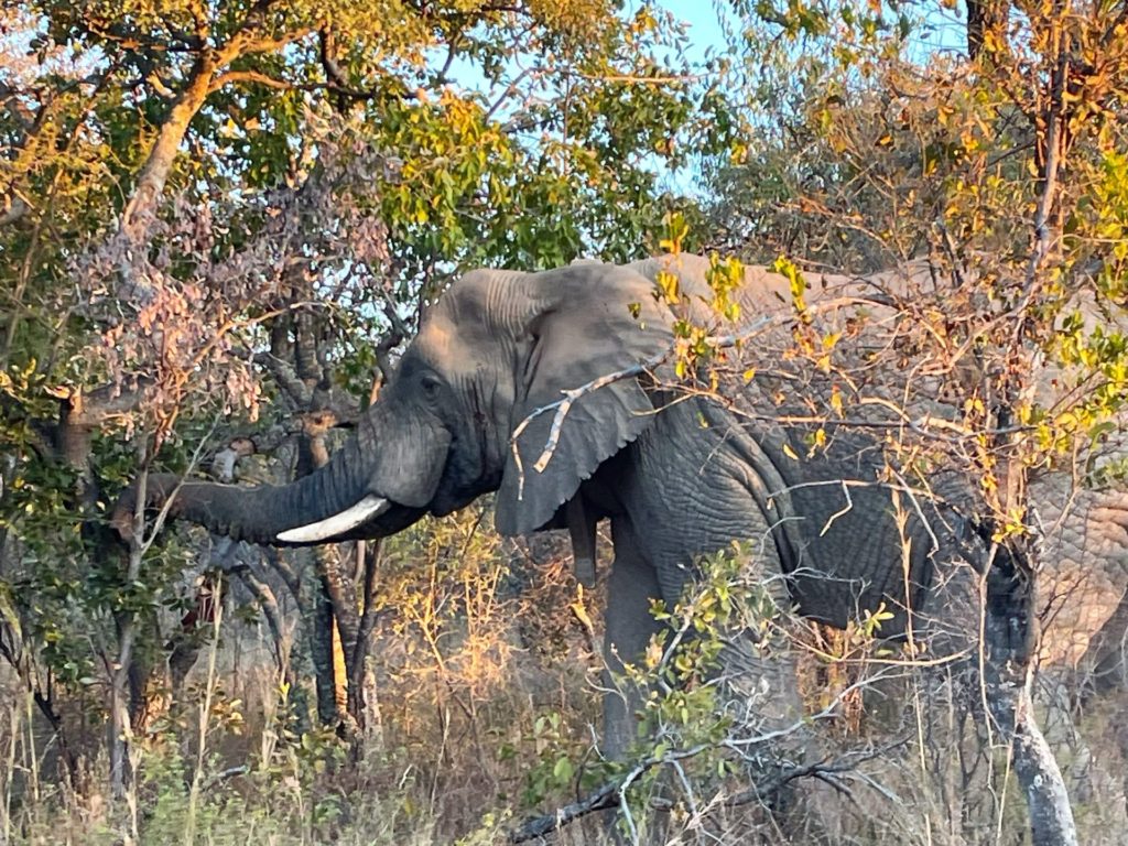 Breathtaking wildlife at Mabula Game Lodge in South Africa's Limpopo Province