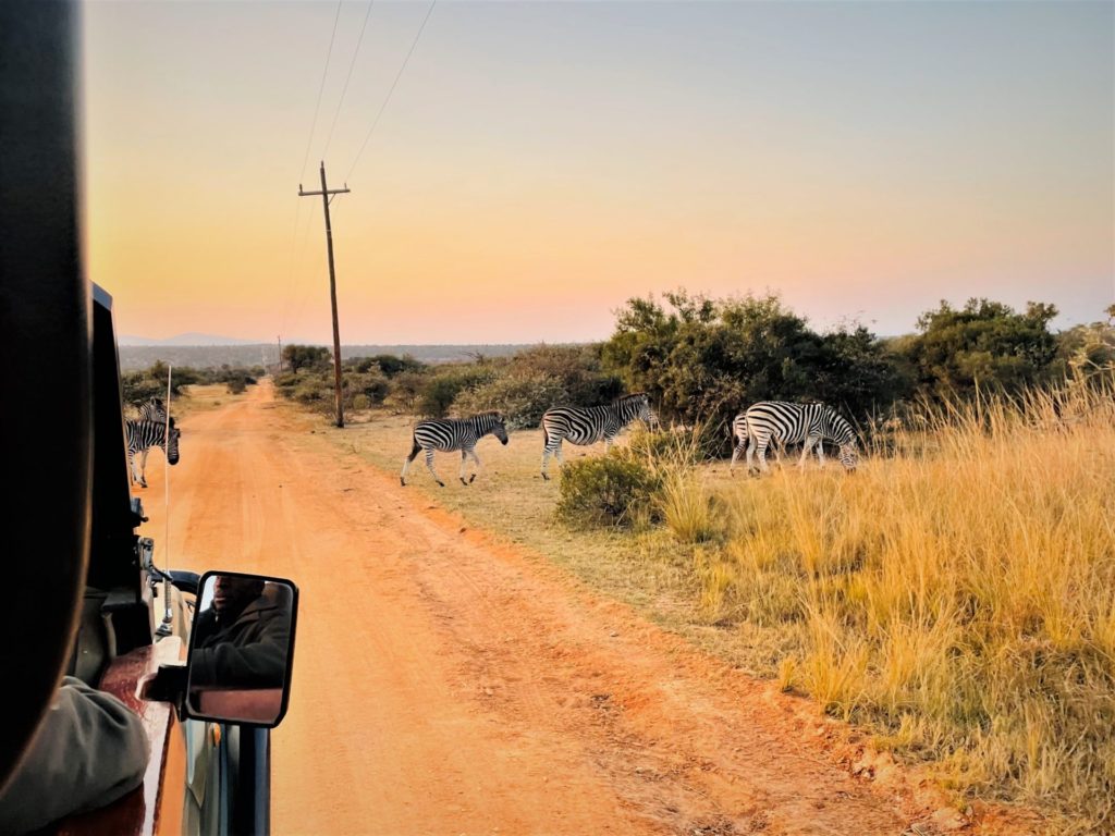 Zebras crossing the road on a safari at Mabula Game Logde