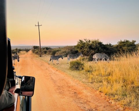 Zebras crossing the road on a safari at Mabula Game Logde